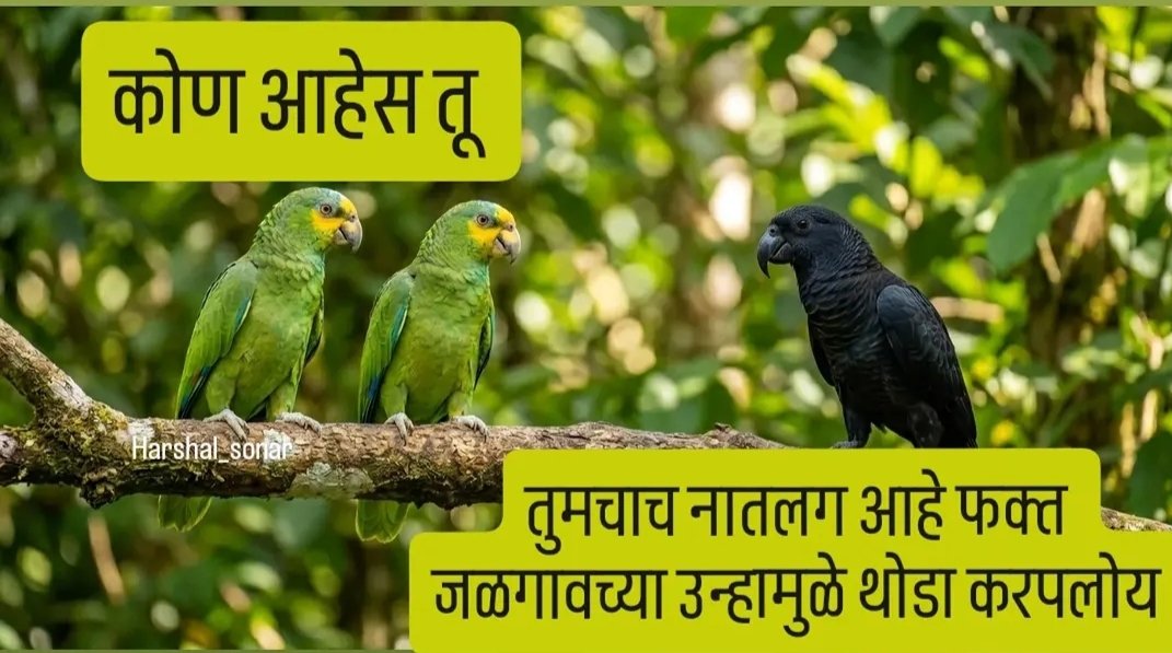 Sonar Harshal tweet media