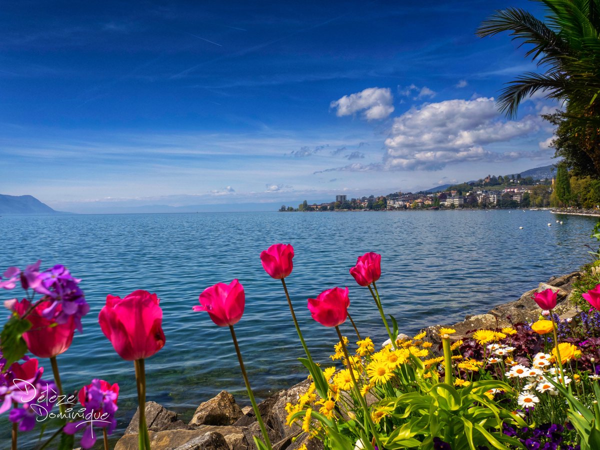DelezeD's tweet image. Magnifique décor printanier au bord du lac Léman 🌷💐🇨🇭
Montreux, Vaud, Suisse, 04/2026

#suisse #switzerland #springvibes #leman #riviera @MySwitzerland_e