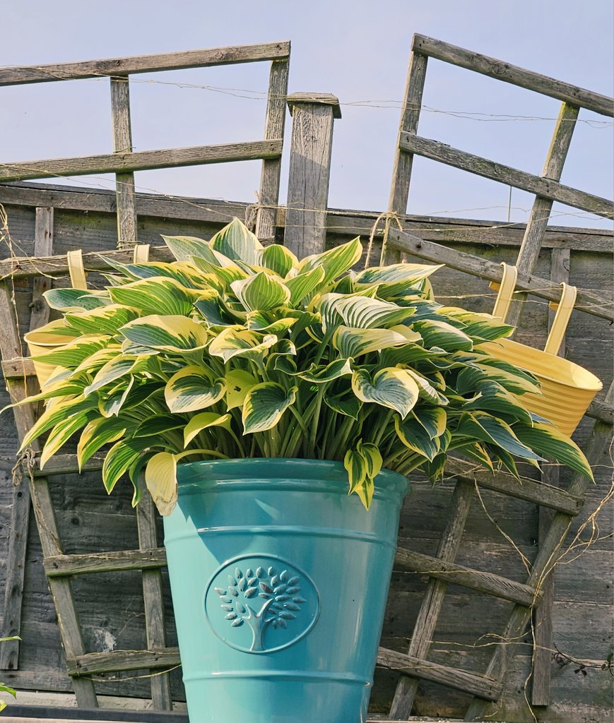 wendyadventures's tweet image. My very Happy Hosta. 🍃
Must be over 15 years old, but still very much thriving. 

#Hosta #Gardens