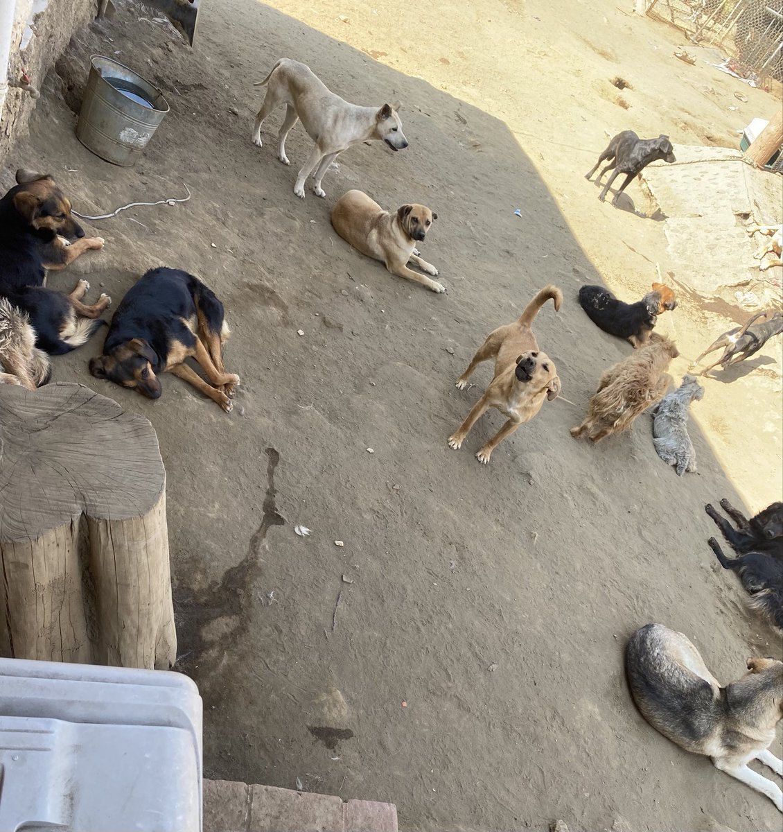 Buenos días amigos!! Por favor, te pedimos con nuestras patas en nuestros corazones, una patita solidaria para pagar nuestras croquetas. Tu amor nos alimenta el alma y tus donaciones la pancita.
Porfa ayúdennos. 
Agradecemos infinito tu apoyo.
🙏🏼🐾🐾
BBVA: 2973843610
Clabe