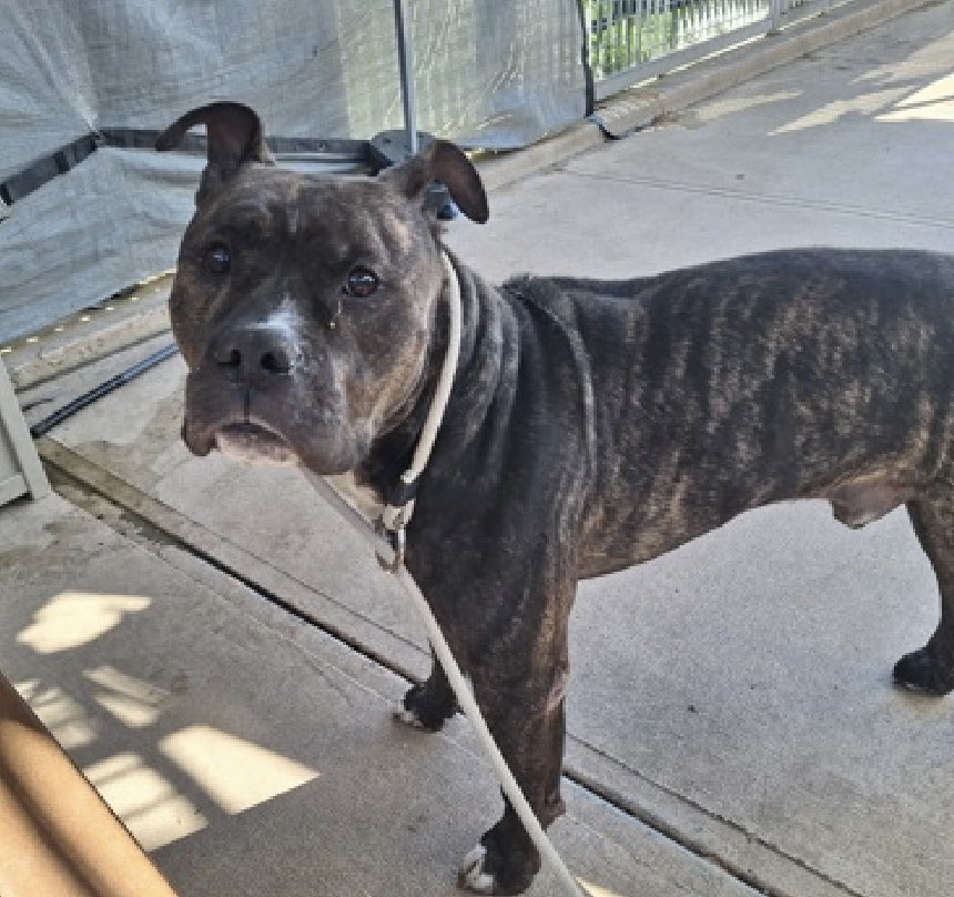 🚨🆕 Senior 💉🎯 🛟 Only NYC🚨

Jimmy Chew is an 8️⃣ yr old grandpa who arrived “stray” (ah-hum, stray when you can see someone holding his leash…oh yes…the “finder” getting out of the $10 💵 surrender fee😏)
at the Staten Island Pound in NYC 6️⃣days ago ☹️

This Beautiful