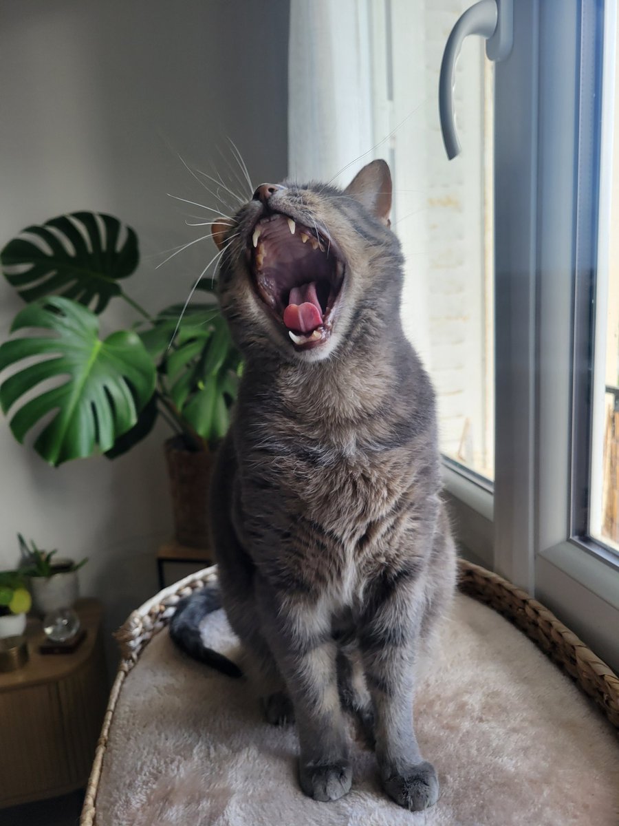 Gus. 🐾 tweet media