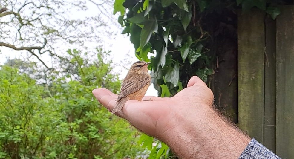 garyl61's tweet photo. Rescued this little beauty after crashing into our window. Flew away after a rest. https://t.co/yeRCK6Xirs