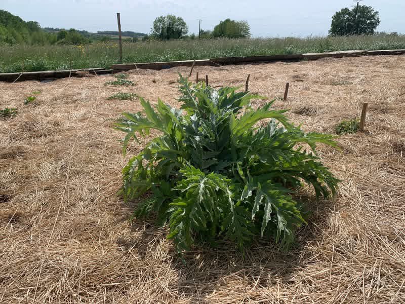 etrebieres's tweet photo. 🇫🇷 Le potager en permaculture est en cours de création avec des planches de pommes-de-terre, artichauts, rhubarbe, fraises, fèves, petit pois, oignons…
🌏 The permaculture garden is work in progress with rows of potatoes, fava beans, artichokes, rhubarb, strawberries, peas… https://t.co/Y0hFk1dNCI
