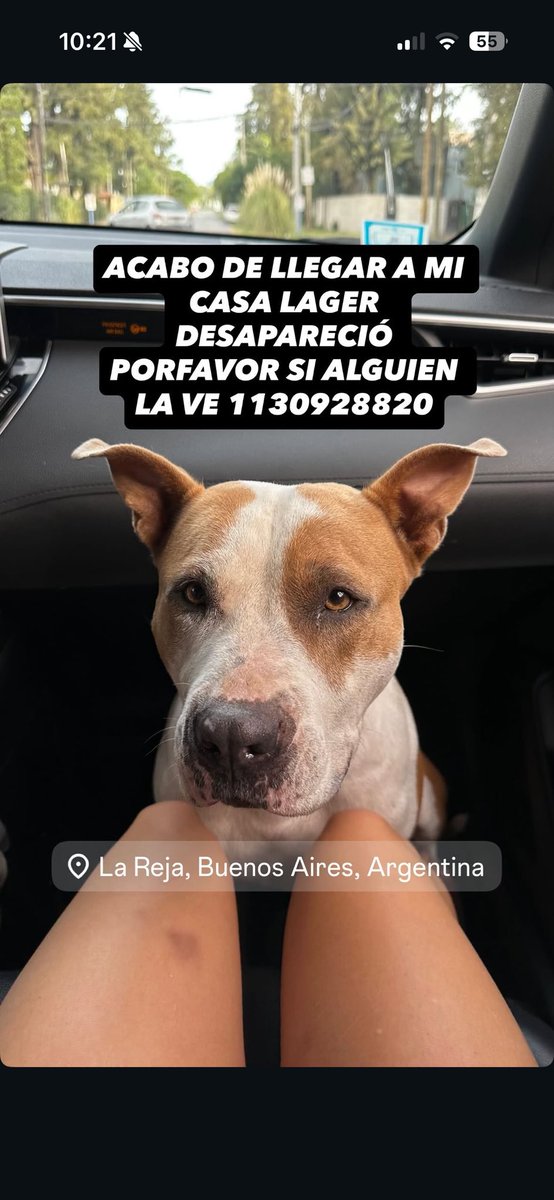 valenesteban_'s tweet image. Perra perdida! Es de mi prima! Zona la reja/ moreno, Zona Oeste! 
#lareja #perroperdido #moreno