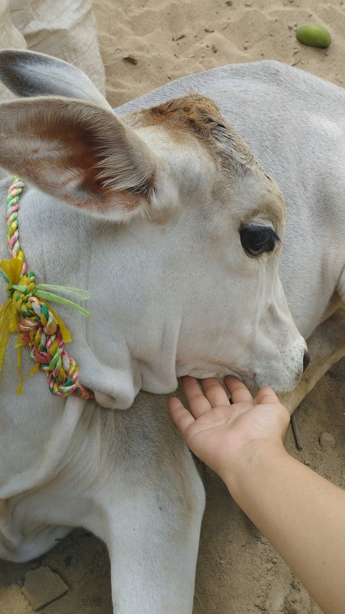 Cow Love ࿗ tweet media