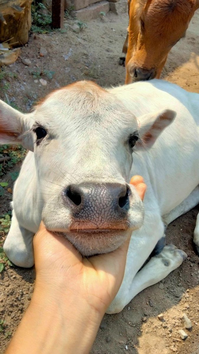 Cow Love ࿗ tweet media