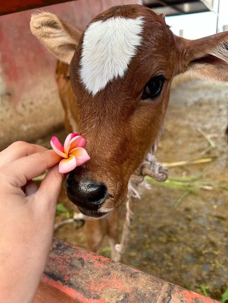 Cow Love ࿗ tweet media