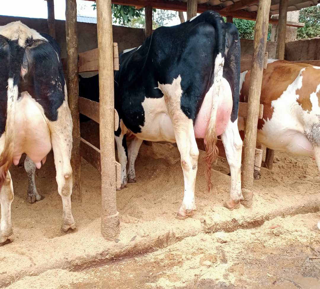 Itungo dairy farm tweet media