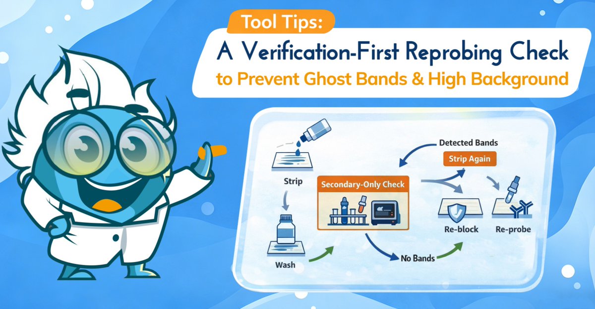BosterbioCo's tweet image. ❗ Before you reprobe your western blot, check this first.This guide covers when stripping is worth trying, how to reduce carryover, and how to verify stripping before reprobing.
👉Read the guide:    zurl.co/Wu13k

#WesternBlot #Reprobing #LifeScience #Antibodies