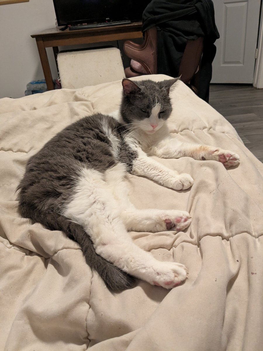 khajiitkit's tweet photo. https://t.co/FTrOS24mfi
