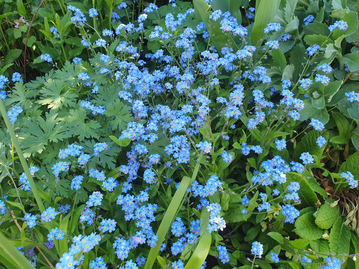 BenWesterham's tweet image. Looks like a storm is brewing, but right now, out in the #garden, the Forget-Me-Nots (Myosotis) are in full bloom, filling the borders with their soft blue tones.