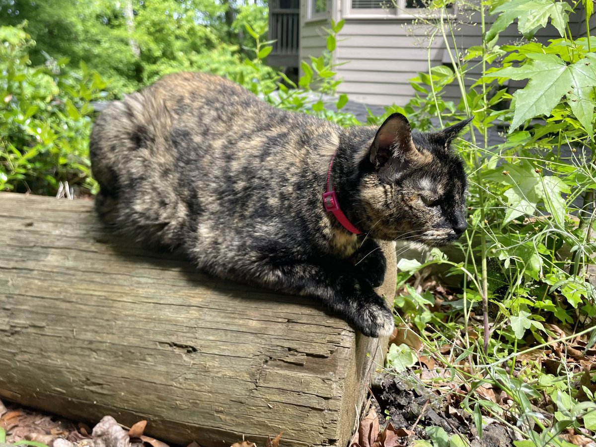 babypatchiepie's tweet photo. What a BEAUTYFUL day, to Chaise some Chipped Munks!!!!!! 🥰 https://t.co/ErxIOs9xEi