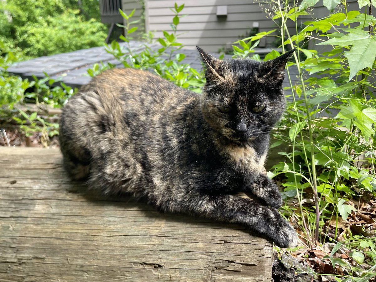 babypatchiepie's tweet photo. What a BEAUTYFUL day, to Chaise some Chipped Munks!!!!!! 🥰 https://t.co/ErxIOs9xEi