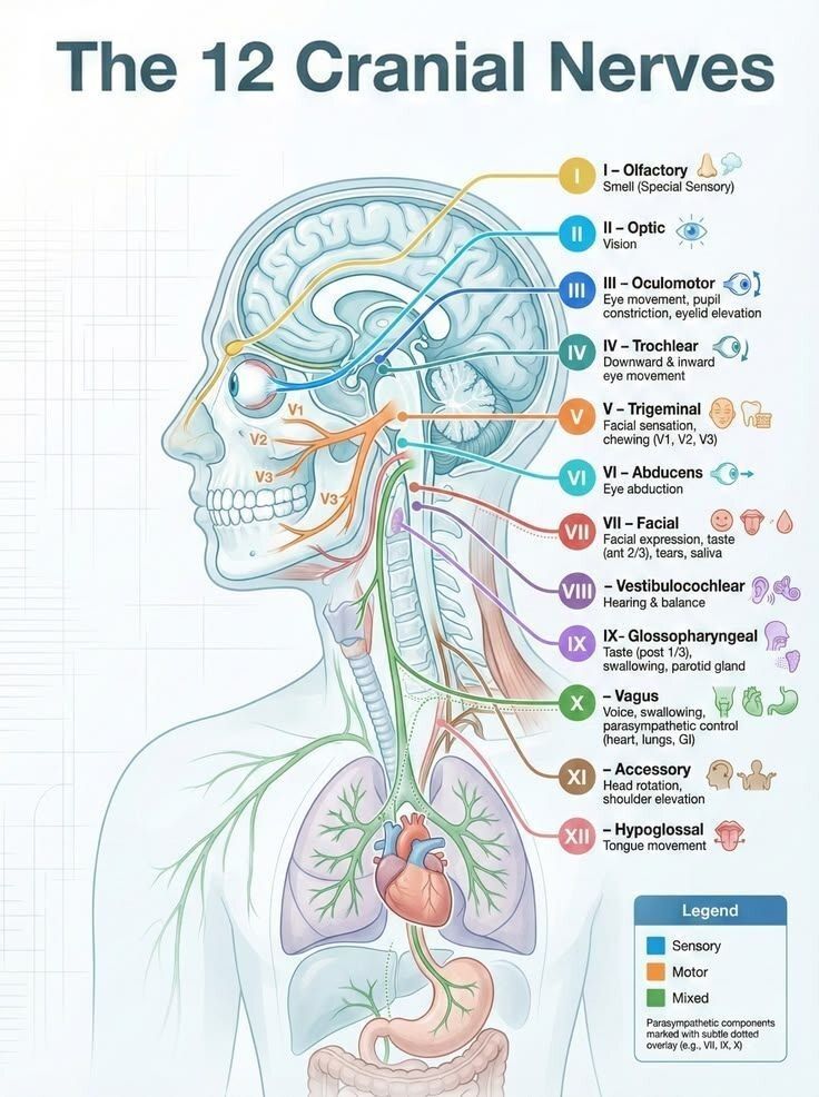 12 Cranial Nerves .