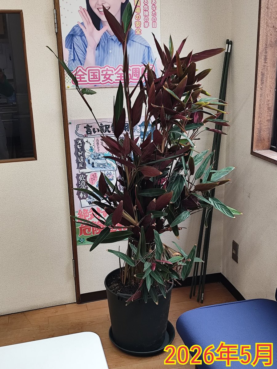 TKGのひで© tweet media