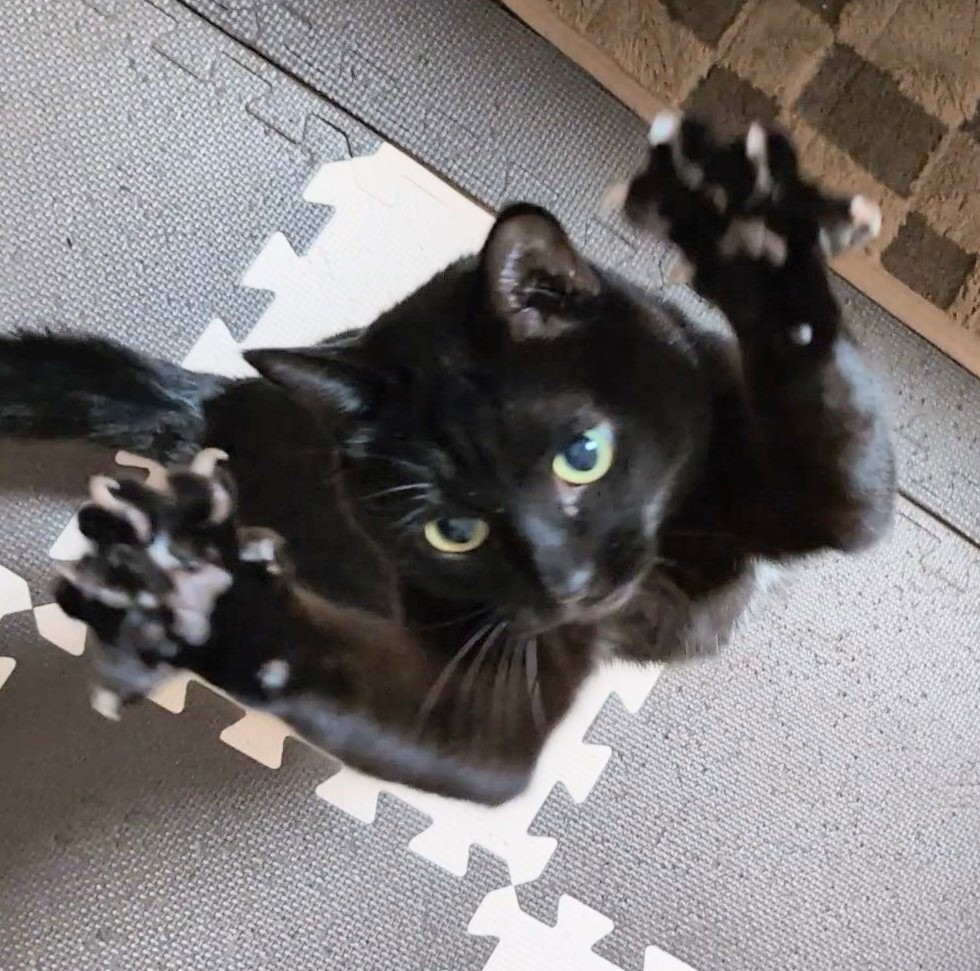 保護黒猫 ロコちゃん tweet media