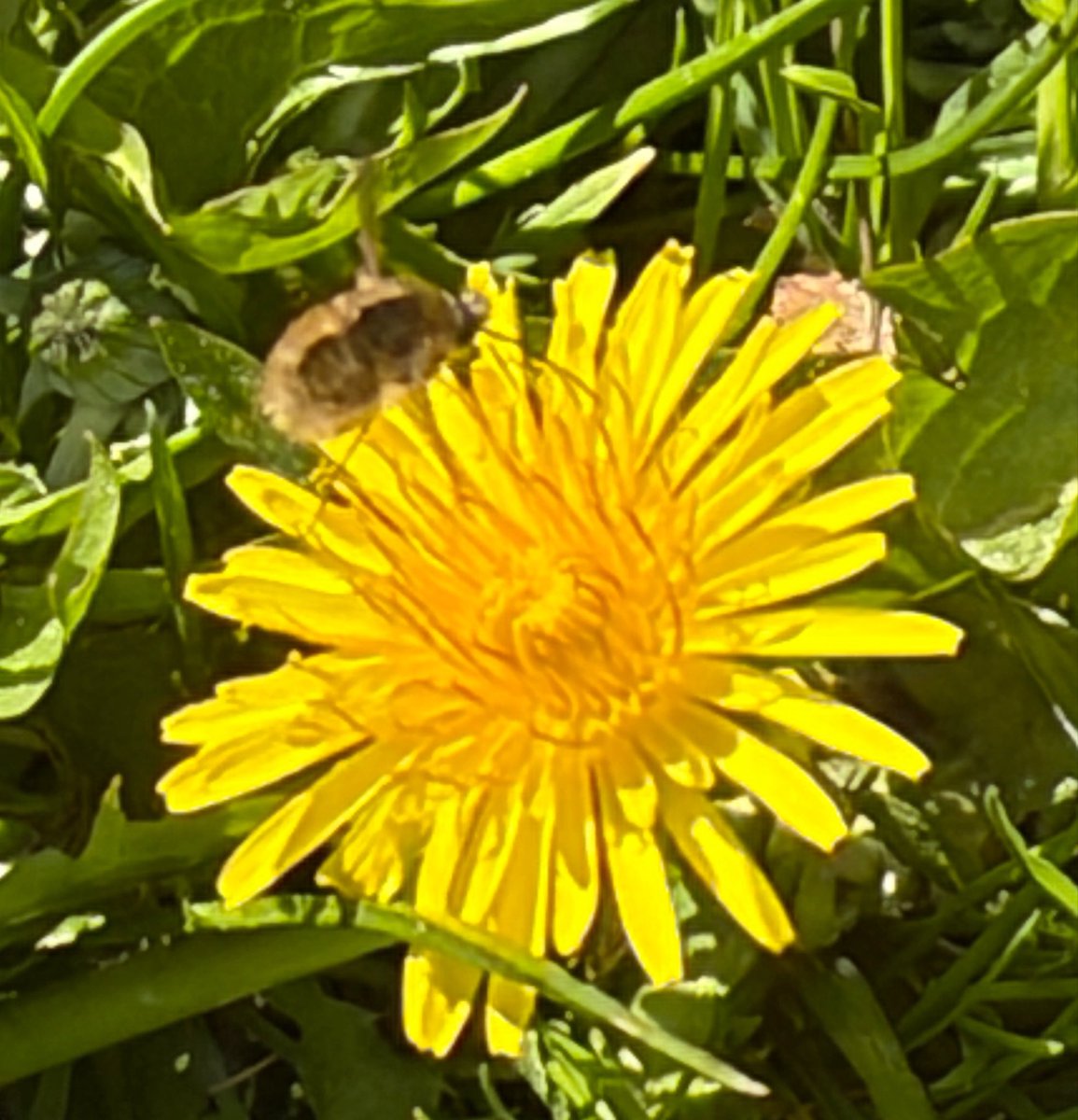 NorwaySkandin's tweet image. #insects #Insekten #garden #nature  #Natur #spring #Frühling #Frühjahr #Garten 

1/ Wieder ein kleiner #Wollschweber, Gattung #Bombylius an Blüten gefunden ☺️