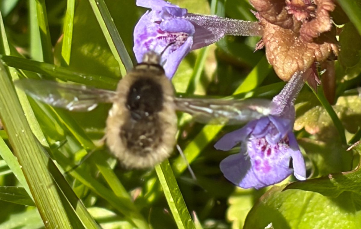 NorwaySkandin's tweet image. #insects #Insekten #garden #nature  #Natur #spring #Frühling #Frühjahr #Garten 

1/ Wieder ein kleiner #Wollschweber, Gattung #Bombylius an Blüten gefunden ☺️