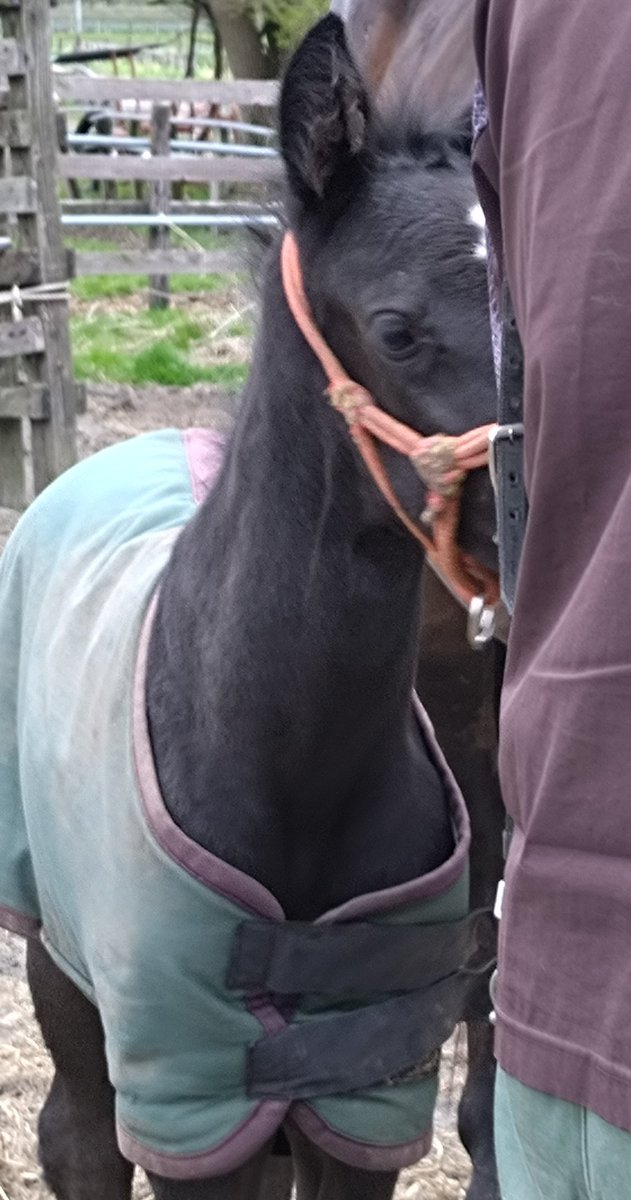 アグオ🐴 tweet media