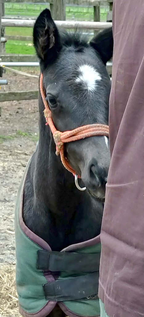 アグオ🐴 tweet media