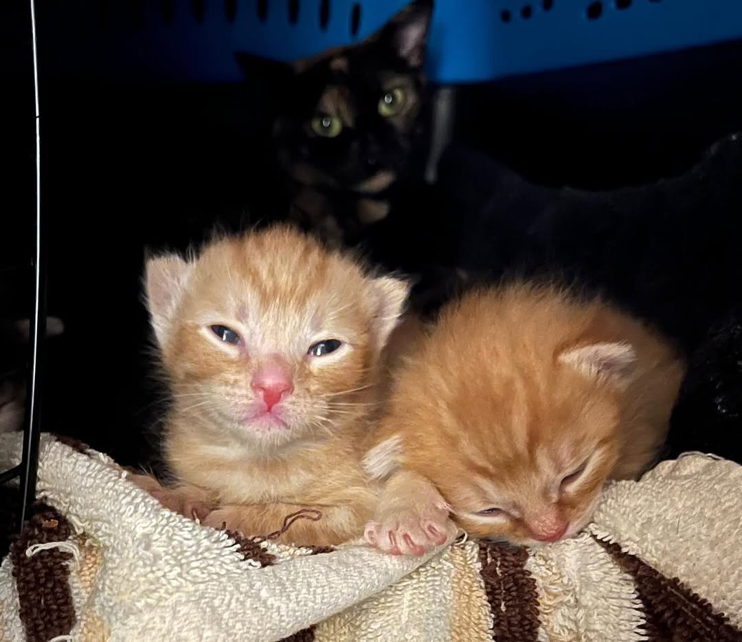 ilfo6sgdhhdopl7's tweet image. Good Morning from these cuties! They will be available for adoption in a few weeks! More info on them to come!

#adoptdontshop #cute #cutekitten #cutenessoverload #kittens_of_world #givemeallthekittens #savealife #kitten #kittens #kittenrescue #rescuekitten #kittens_of_instagram