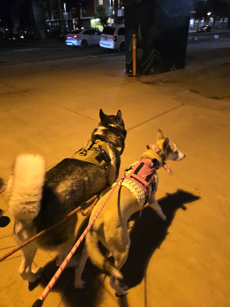 2020Balto's tweet photo. #baltoytaz #husky #huskylife #doglover #huskylifestyle #dogstagram #worldofhuskies #huskies #siberianhusky #love_animals #amazing_animals #beautifulhusky #huskysandiego #huskiesofınstagram #huskyfun #huskywithattitude https://t.co/ehCoo72gnm
