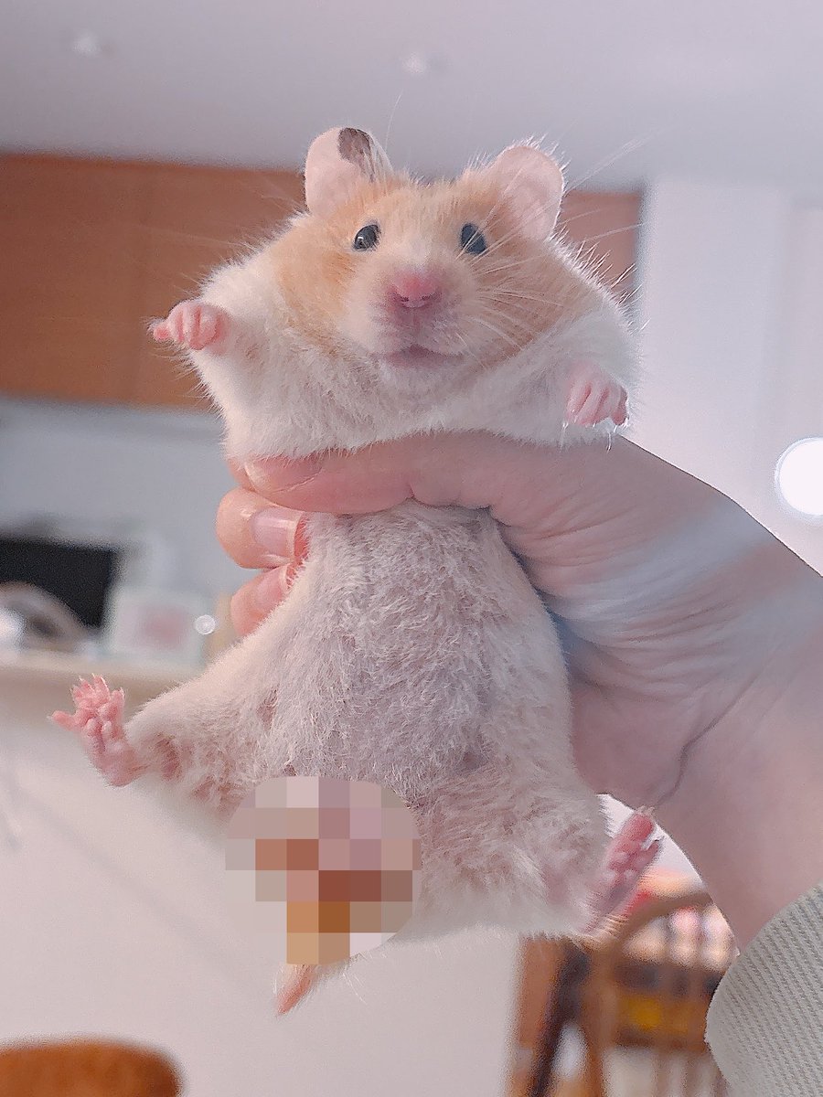 ハムちゃん ハムちゃんのプレイランド3F S/ ハムスター ケージ : Vドラッグ