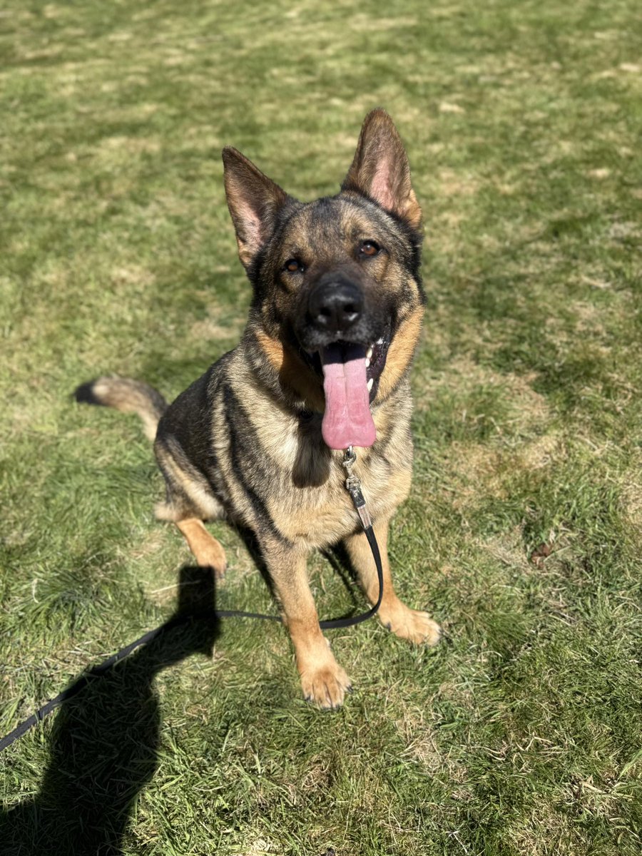 gsrescueelite's tweet image. Rex is 3yrs old and he is a steady boy who was abandoned in Boarding Kennels. Rex can live with older kids and we believe previously lived with other #dogs 
#germanshepherd #Essex 
gsrelite.co.uk/rex-22/