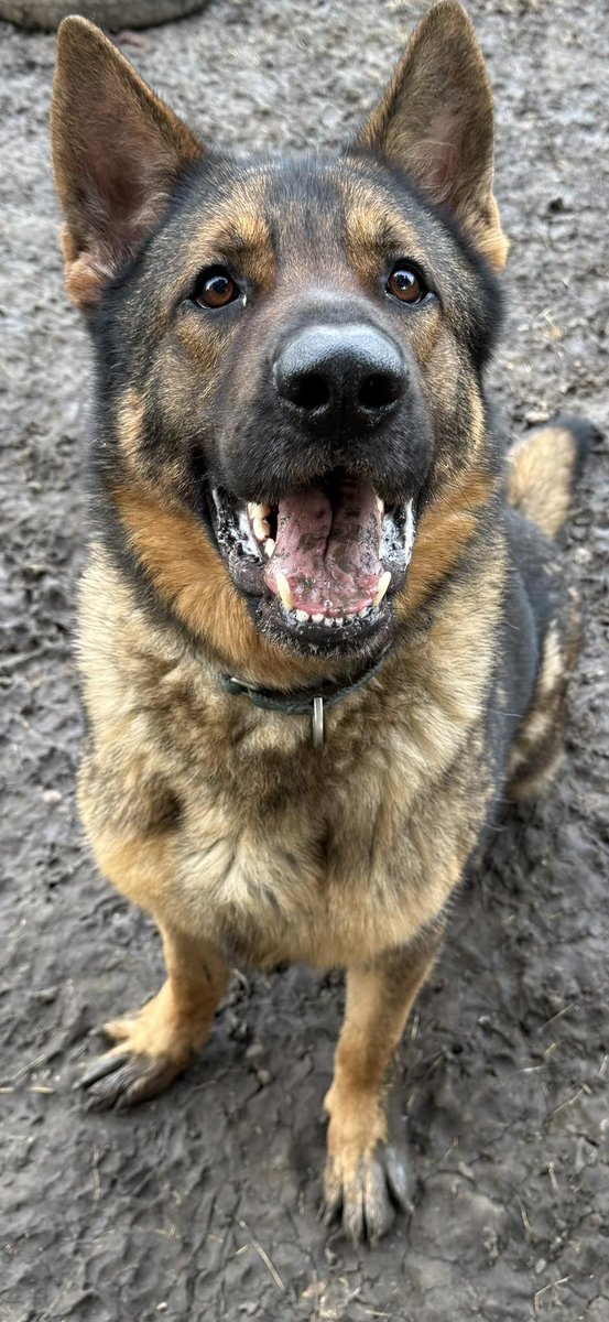 gsrescueelite's tweet image. Rex is 3yrs old and he is a steady boy who was abandoned in Boarding Kennels. Rex can live with older kids and we believe previously lived with other #dogs 
#germanshepherd #Essex 
gsrelite.co.uk/rex-22/