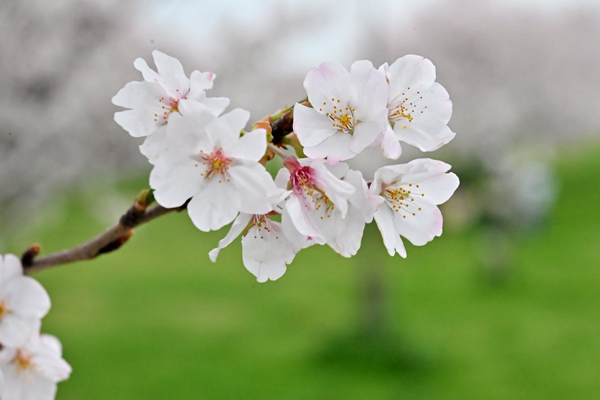 Kohi5180's tweet photo. 松戸矢切の桜🌸 5
インスタでポートレートは→ kohi80_photo
#江戸川土手 #桜 #菜の花 #東京スカイツリー #矢切 #松戸市 #千葉県 #写真撮ってる人と繋がりたい
#landscape #sakura #cherryblossom #riverside #chiba #japan #daytimeview #tokyocameraclub #tokyotokyo https://t.co/FnF12q7e7o