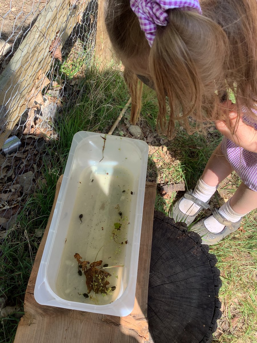 CranfordParkCE's tweet image. Linked to their #science topic about plants, #Year1 went around our forest school identifying some of the plants on our site. There was also time to enjoy the glorious spring weather!

#forestschool #natureexplorers