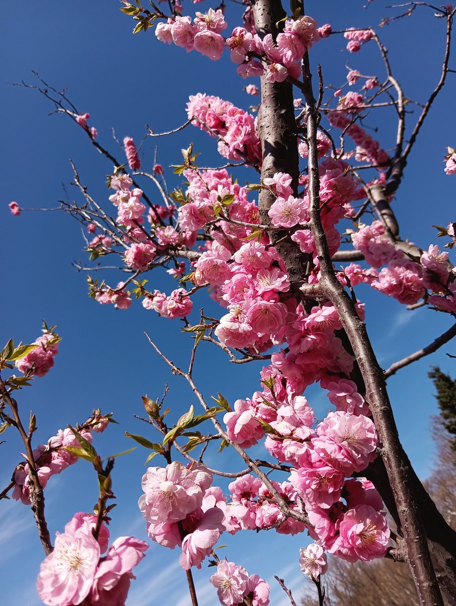 hazagon's tweet photo. 今日はお義母さん連れて平岡梅林公園へ
1週間前にも行ったけど、やっぱり今日きれいだったー
行って良かった👍 https://t.co/x4CSyeY2EF