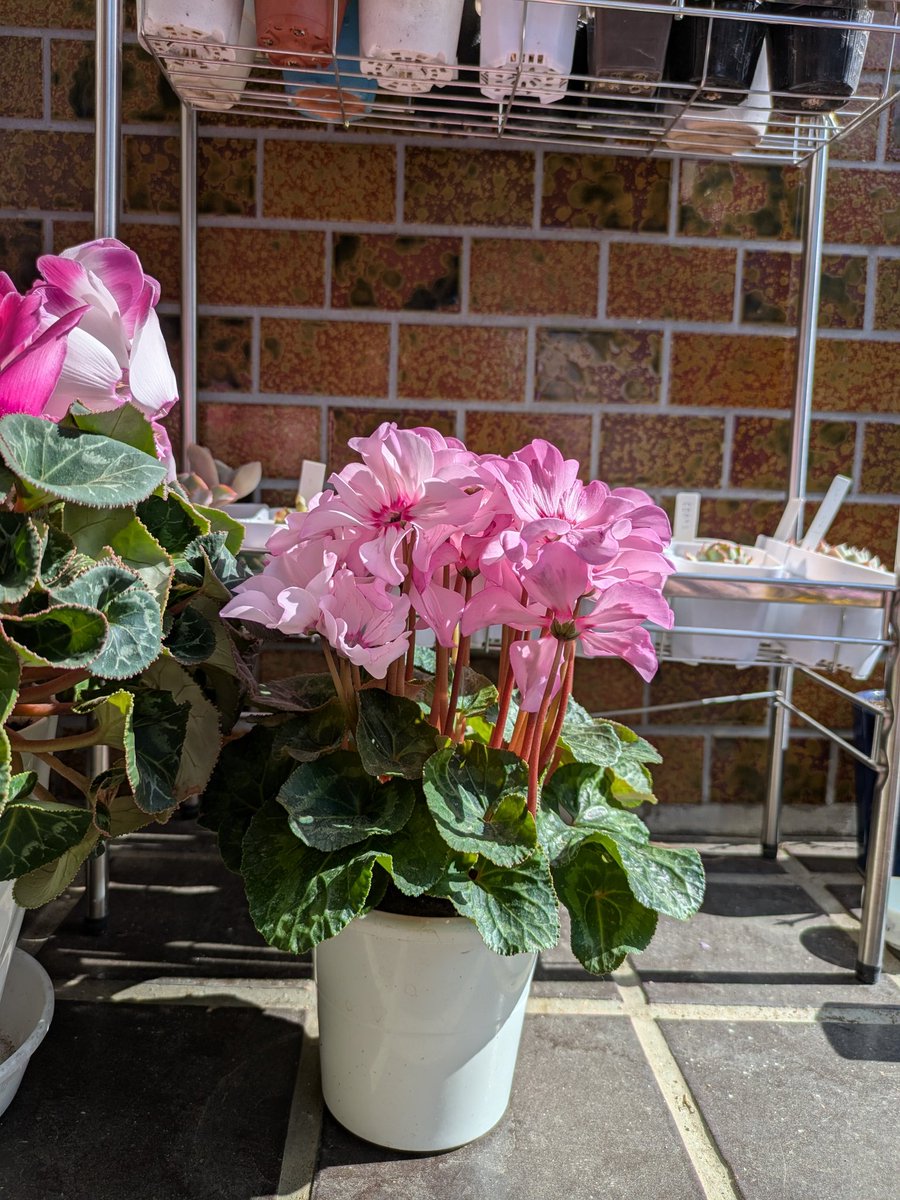 stush0992's tweet photo. 愚痴ってもあれなのでポストは消してお花載せとく https://t.co/vTuU36hgNb