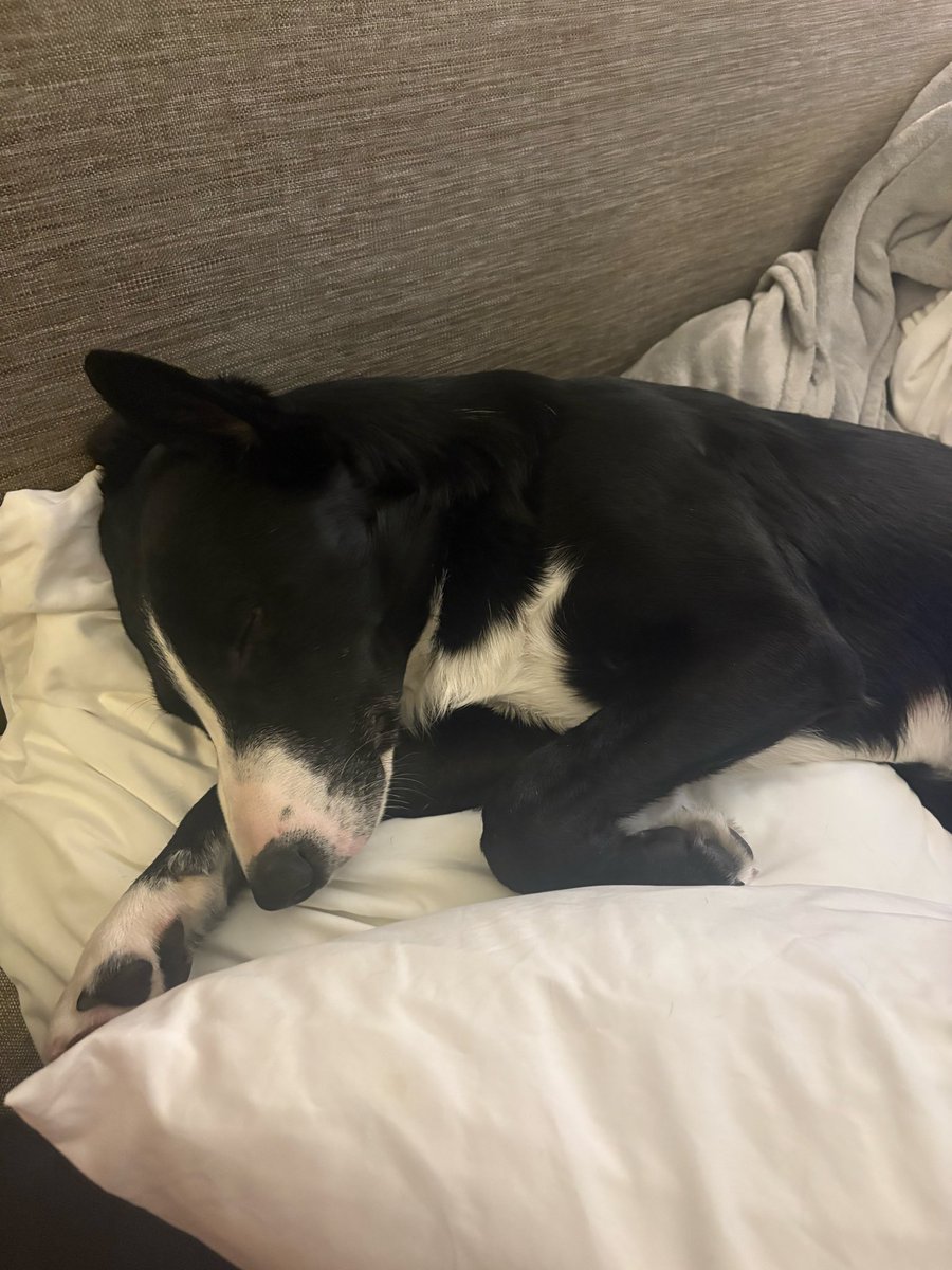 XannyPhantom16's tweet photo. Been feeding lil bro ground beef and rice. Like da. And he’s getting yolked (sorry if this is a bad diet for a dog, I don’t season anything) https://t.co/YzYMxEVxvp