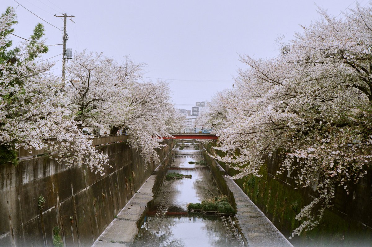 akira_biz's tweet image. location : shakujii-river
taken on Konica IIIA
film : Kodak Kodacolor100

#cherryblossom