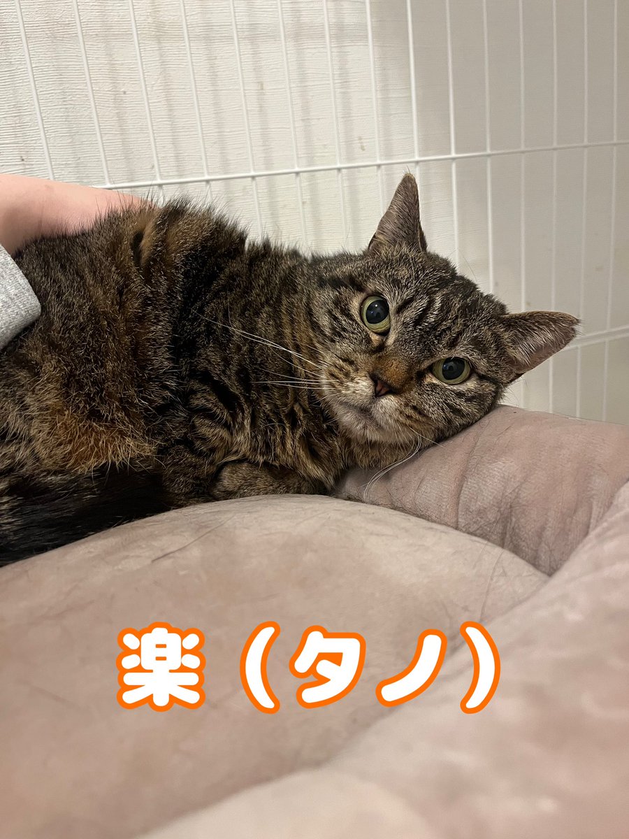 茂庭台にゃんこ〜おうち見つけ隊〜@5/9(土)保護猫譲渡会 tweet media