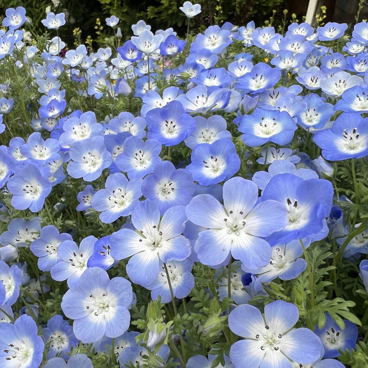 310_on's tweet photo. 🌸🌷🌼 https://t.co/MdI5QmEg1m