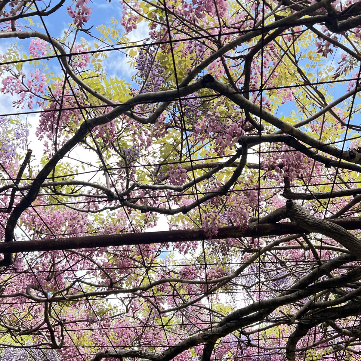 310_on's tweet photo. 🌸🌷🌼 https://t.co/MdI5QmEg1m