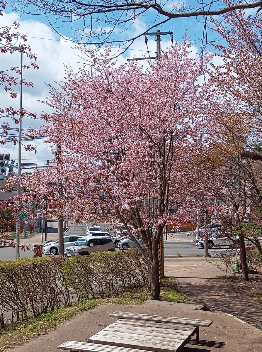 hazagon's tweet photo. 一昨日(4/29)厚別神社⛩
コブシ見たくて行ってきたよ🥰
ここのコブシ好き💕 https://t.co/MQ7HXWzAKE