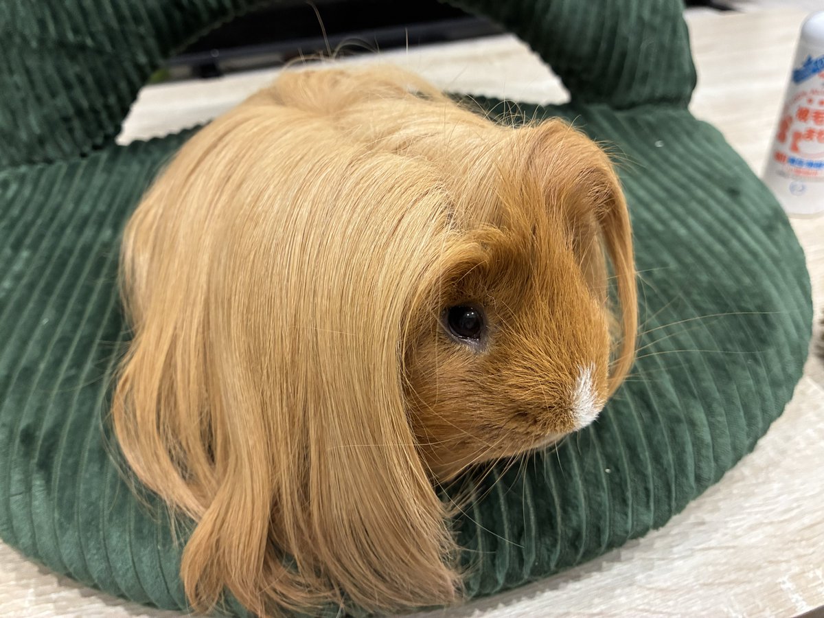 はるこっこ🐾ディカプリオとなかまたち tweet media
