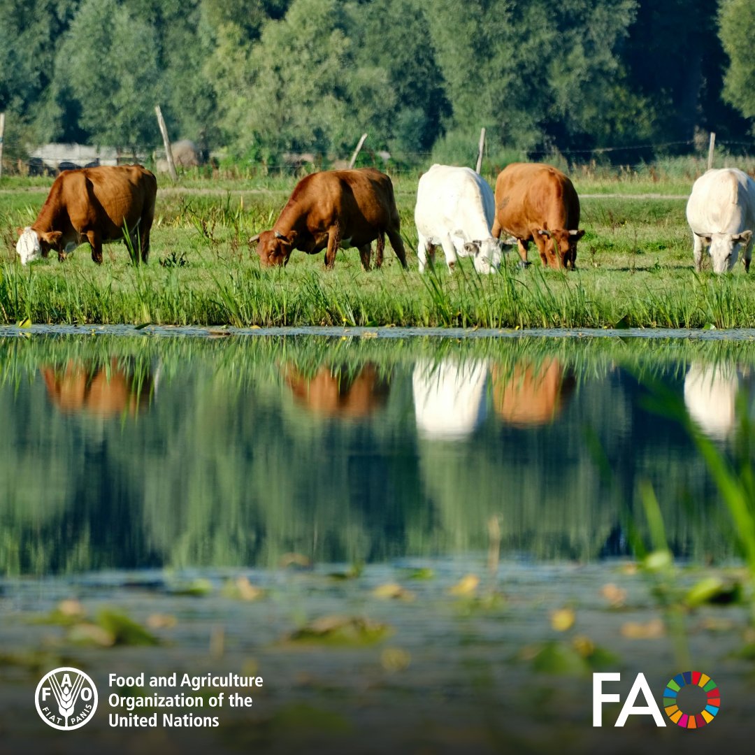 Food and Agriculture Organization tweet media