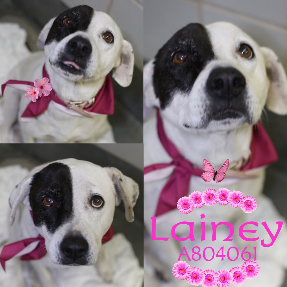 _taysmyoxygen1d's tweet image. 🆘 CUTE DOG TBK💉☠️TODAY 5.1 BY #SANANTONIO ACS #TEXAS‼️ 

LAINEY 🌸#A804061 2yo F, 49lb
In w Wilson #A804062
 
💕Social w pepper, mostly watched other dogs &amp;amp;/or followed people for 🥰 

🚨episcleral hemorrhaging, wounds on👂🏼, lameness on pelvic legs, painful pelvic area, 🩸urine