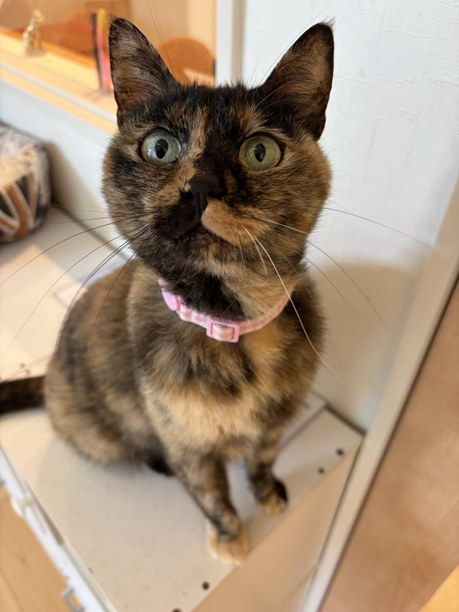 ネコ I followed a super-natural cat around for a day, and the cuteness