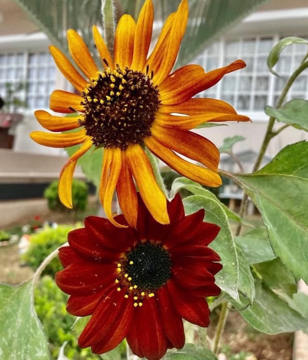 rafaelporcari's tweet image. REPOST - 🌼 #Girassóis do nosso #jardim, para alegrar e embelezar nosso dia!
#Jardinagem é um ótimo passatempo!
 🌸📸🌹
#FOTOGRAFIAéNOSSOhobby #flor #flowers #flower #pétalas #garden #hobby #natureza #nature #flora #photography #fotografia #girassol #sunflower #flores