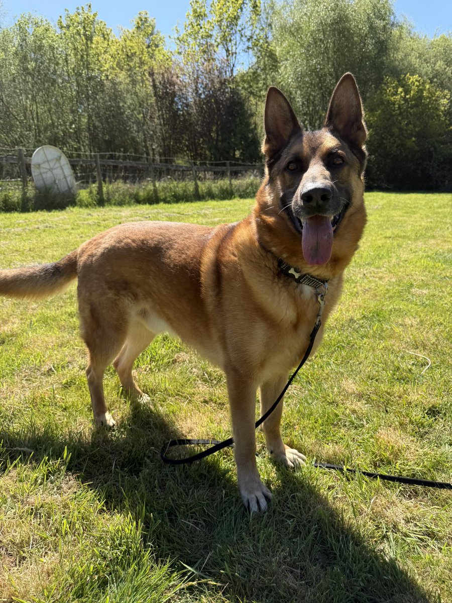 gsrescueelite's tweet image. Hudson is 3yrs old and this lad has been with us since Feb 24. Hudson is a sweet boy who can live with older kids but he can be shy so may benefit from living with an older female dog for guidance 
#dogs #germanshepherd #Essex 
gsrelite.co.uk/hudson/
