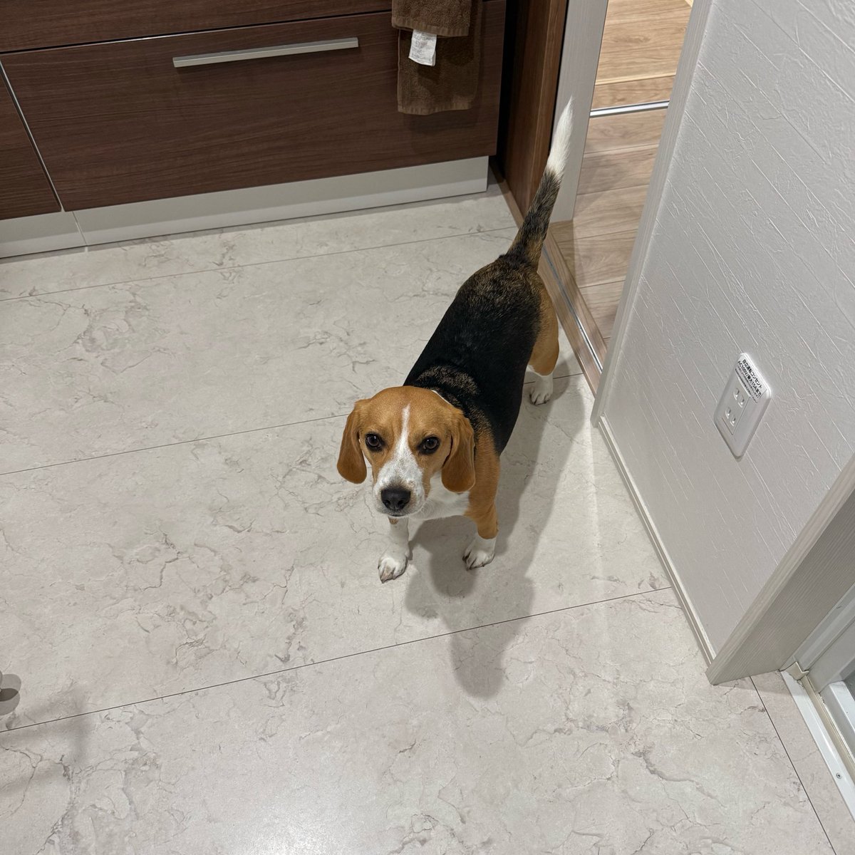 もなか🐶ビーグル tweet media