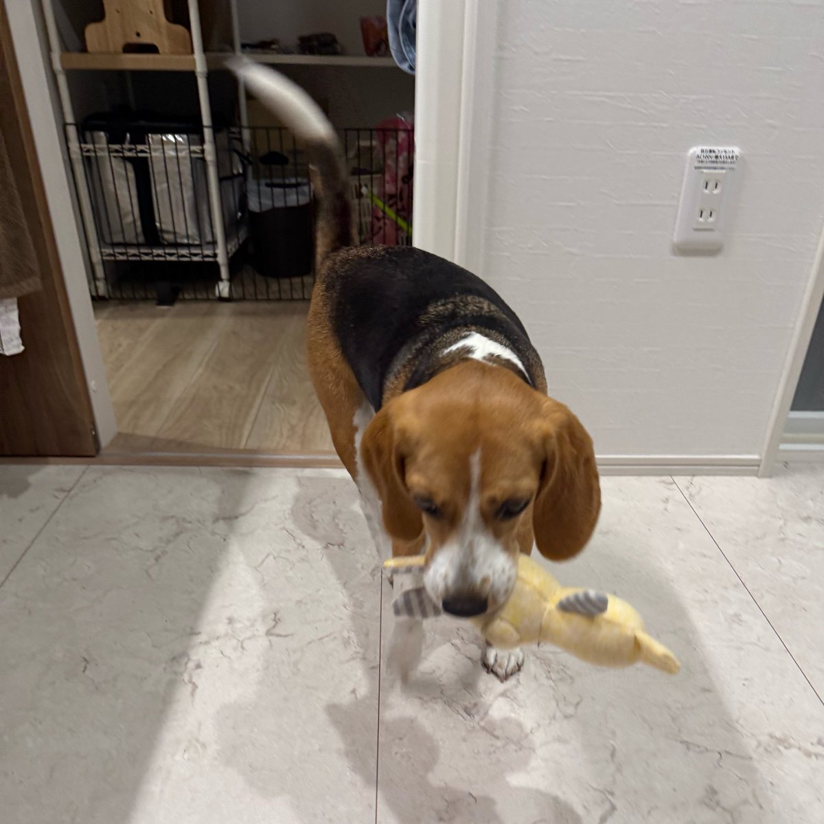 もなか🐶ビーグル tweet media