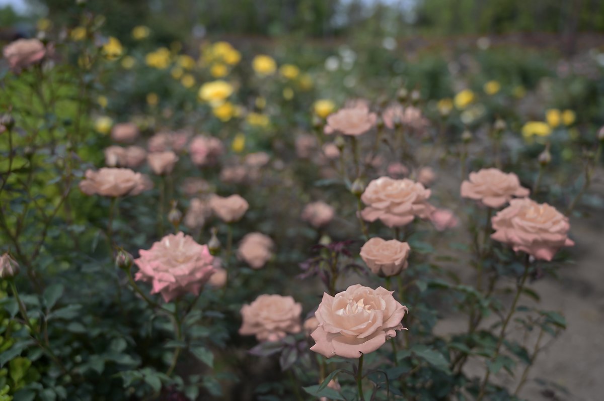tw_kazamiya's tweet photo. #風景写真 #写真好きな人と繋がりたい #写真撮ってる人と繋がりたい #ファインダー越しの私の世界 #nxstudio #花が好きな人と繋がりたい
画像合成の習作
同色の花が邪魔なのでRAW現像で色を抜いた写真と重ねて部分透明化をしてみた。主題がはっきりするけど色の抜き方の強弱の調整は必要かも。 https://t.co/KFiVg92Byx
