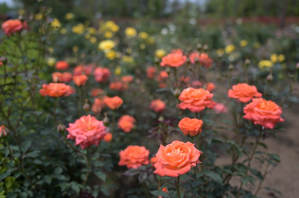 tw_kazamiya's tweet photo. #風景写真 #写真好きな人と繋がりたい #写真撮ってる人と繋がりたい #ファインダー越しの私の世界 #nxstudio #花が好きな人と繋がりたい
画像合成の習作
同色の花が邪魔なのでRAW現像で色を抜いた写真と重ねて部分透明化をしてみた。主題がはっきりするけど色の抜き方の強弱の調整は必要かも。 https://t.co/KFiVg92Byx